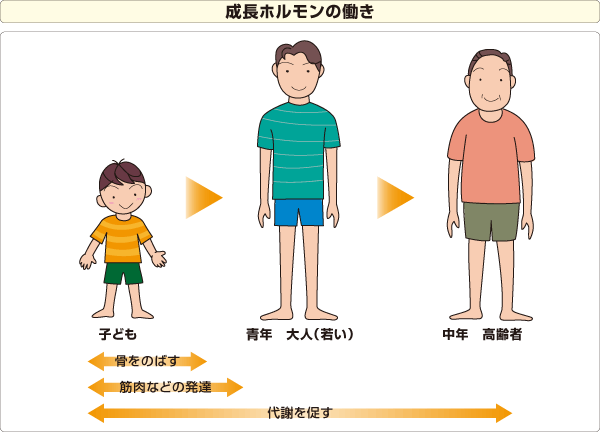 成長ホルモンの働き