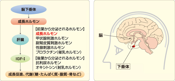 体内での成長ホルモンの流れ