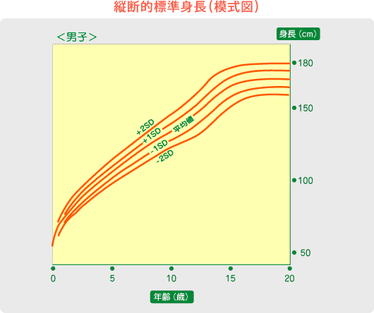 縦断的標準身長（模式図）