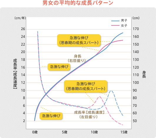 男女の平均的な成長パターン